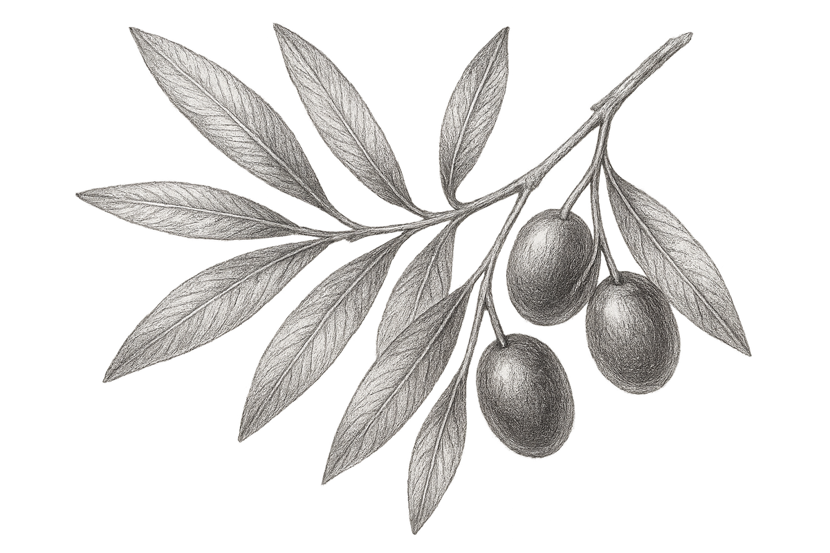 Disegna a matita nera/grigia foglie di ovilo con olive. Su sfondo bianco/trasparente